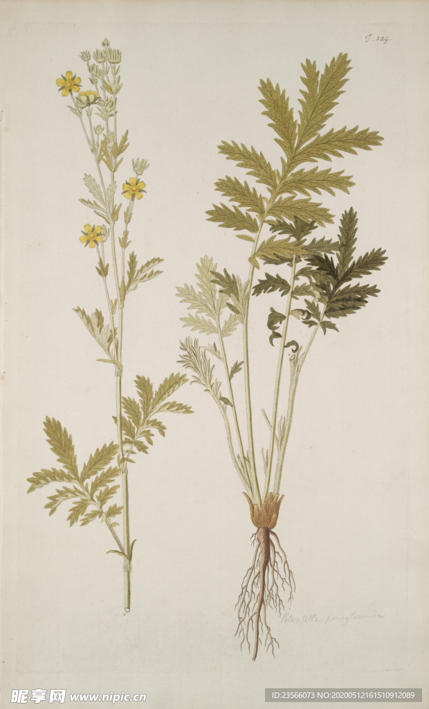 精美绘画草本植物图谱