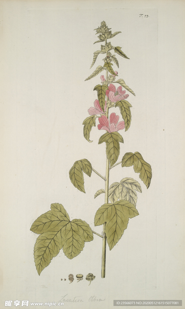 精美绘画草本植物图谱