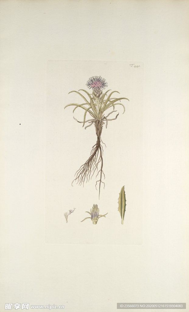 精美绘画草本植物图谱