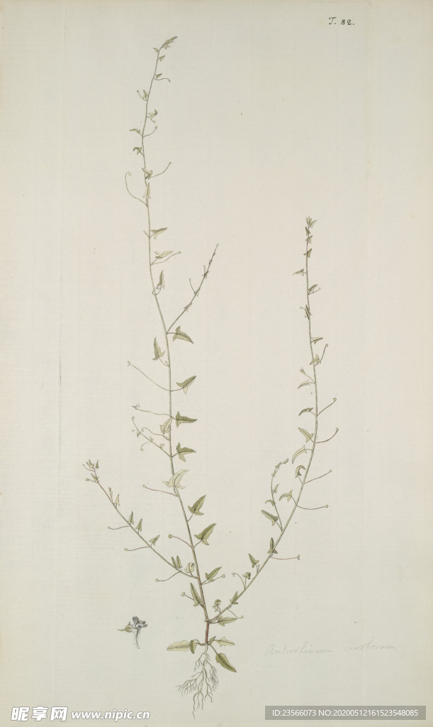 精美绘画草本植物图谱