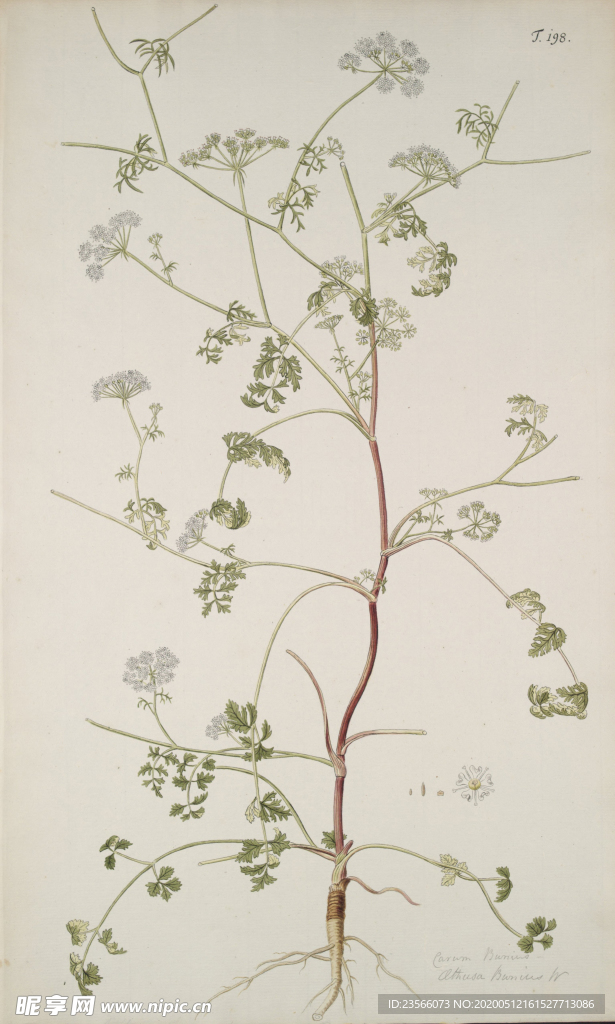 精美绘画草本植物图谱