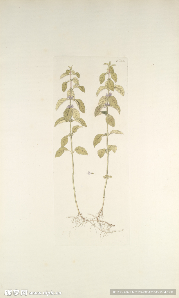 精美绘画草本植物图谱