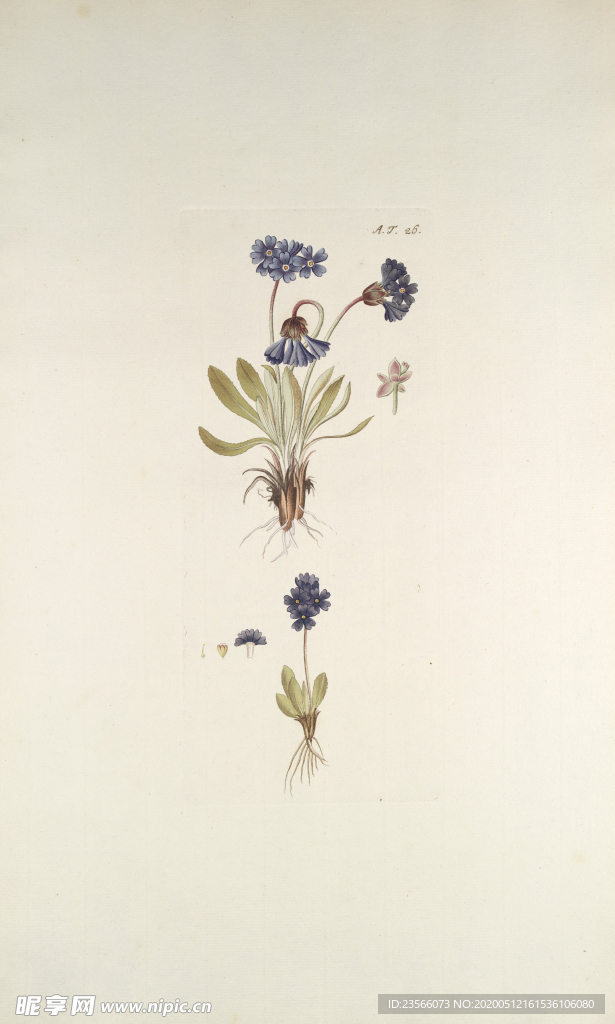 精美绘画草本植物图谱