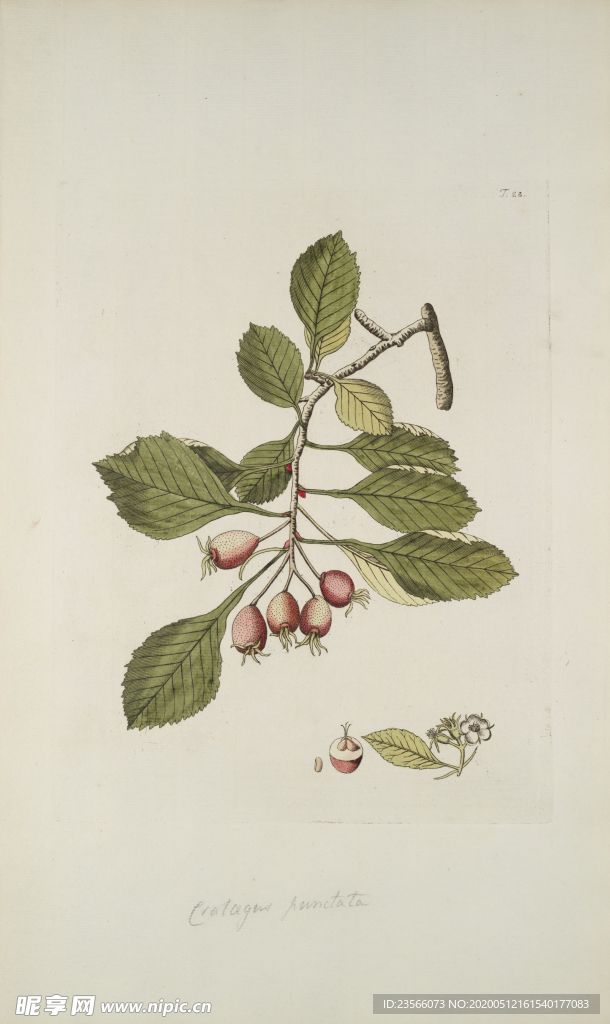 精美绘画草本植物图谱