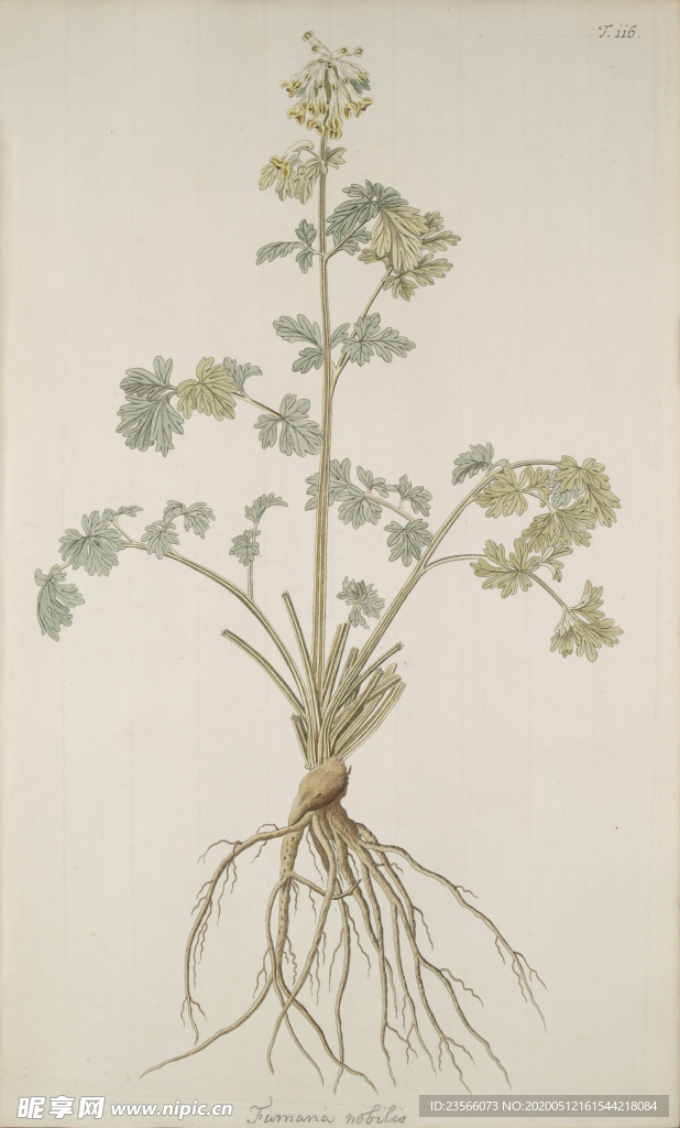 精美绘画草本植物图谱