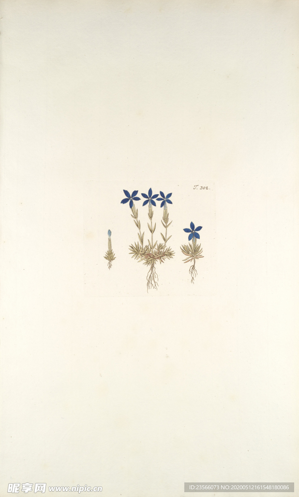 精美绘画草本植物图谱