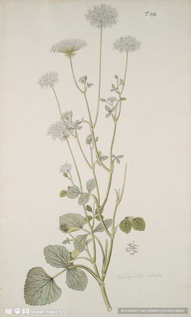 精美绘画草本植物图谱