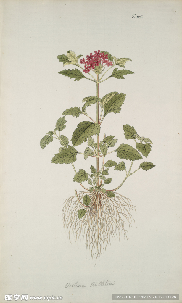 精美绘画草本植物图谱