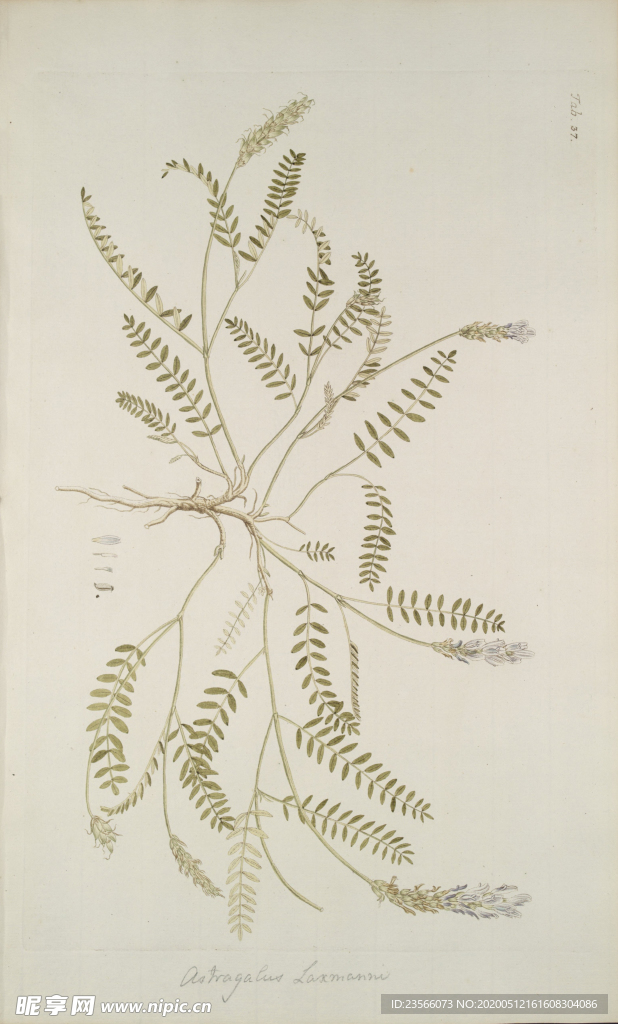 精美绘画草本植物图谱