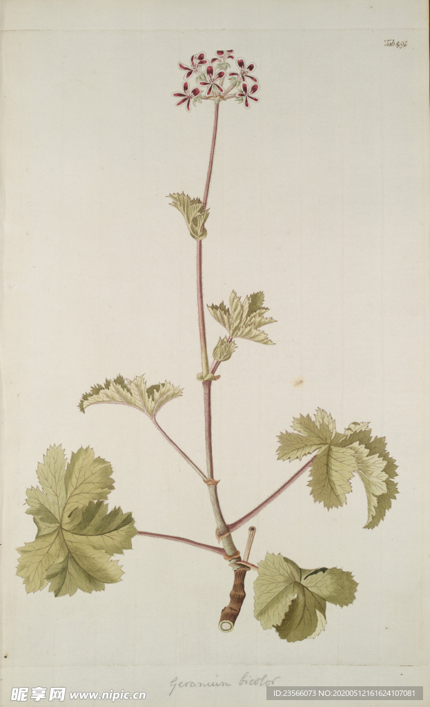 精美绘画草本植物图谱