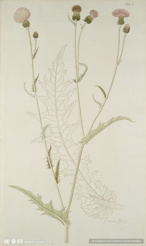 精美绘画草本植物图谱