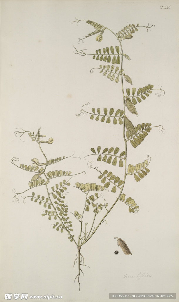 精美绘画草本植物图谱