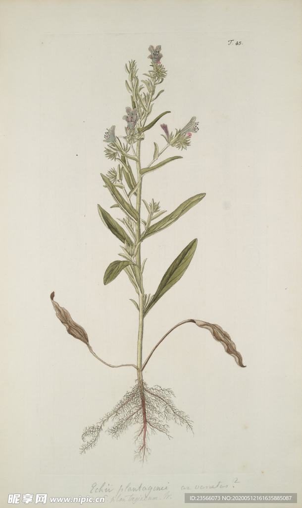 精美绘画草本植物图谱