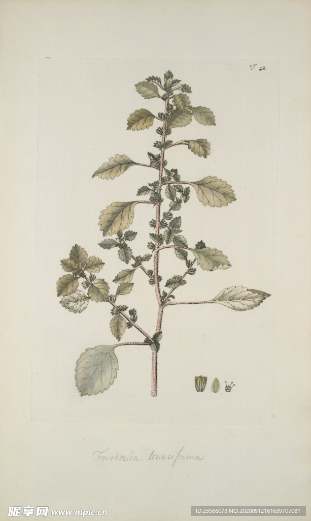 精美绘画草本植物图谱