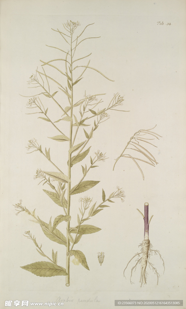 精美绘画草本植物图谱