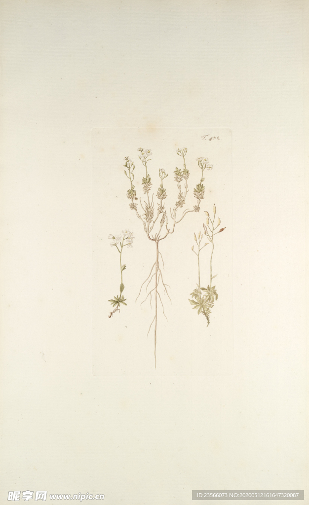 精美绘画草本植物图谱