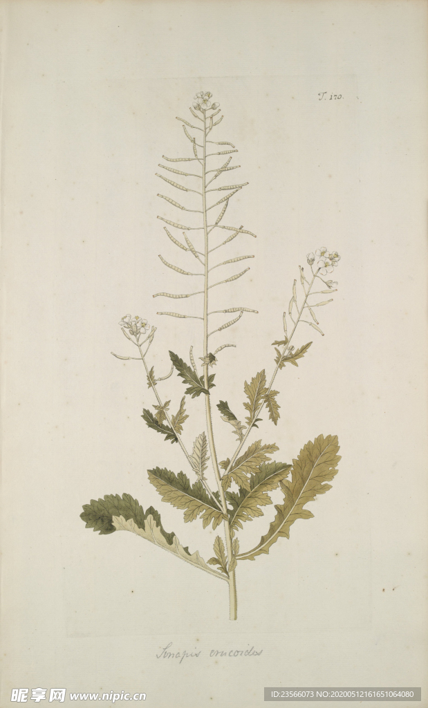 精美绘画草本植物图谱