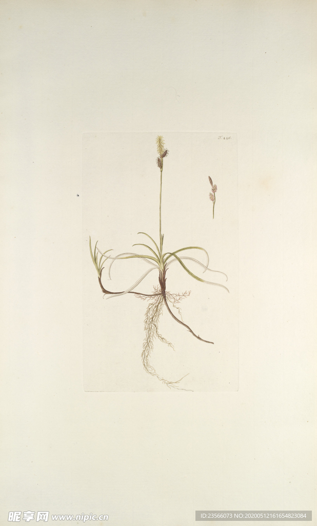 精美绘画草本植物图谱