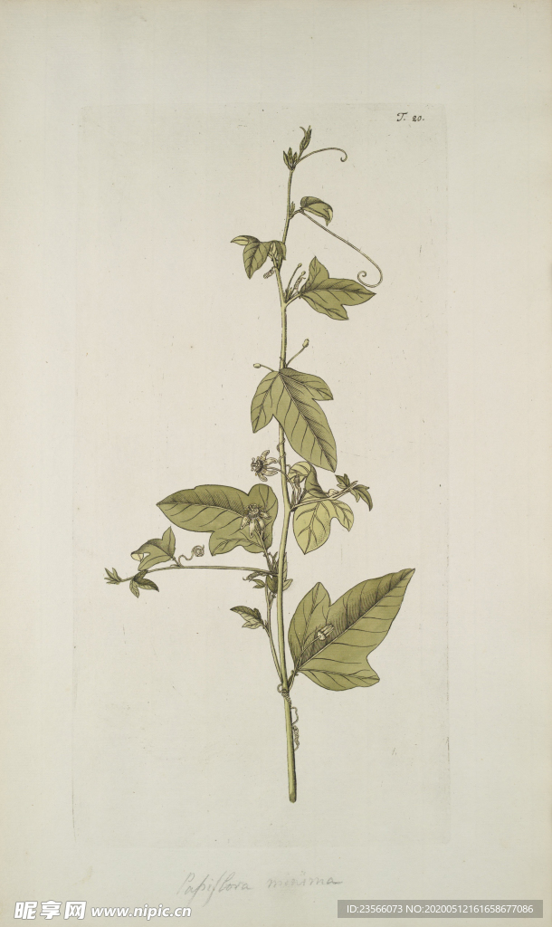 精美绘画草本植物图谱