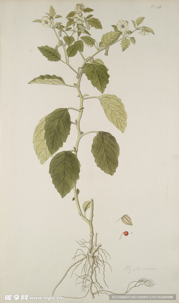 精美绘画草本植物图谱