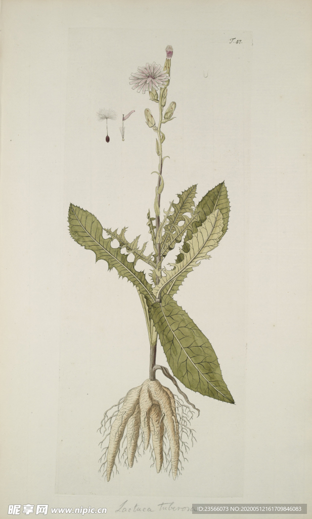 精美绘画草本植物图谱