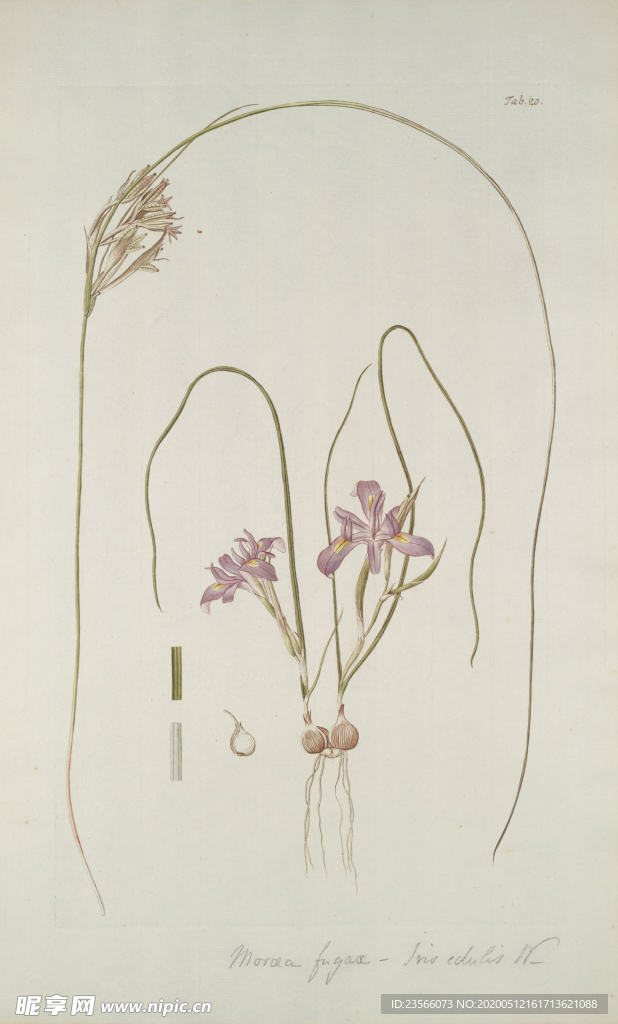 精美绘画草本植物图谱