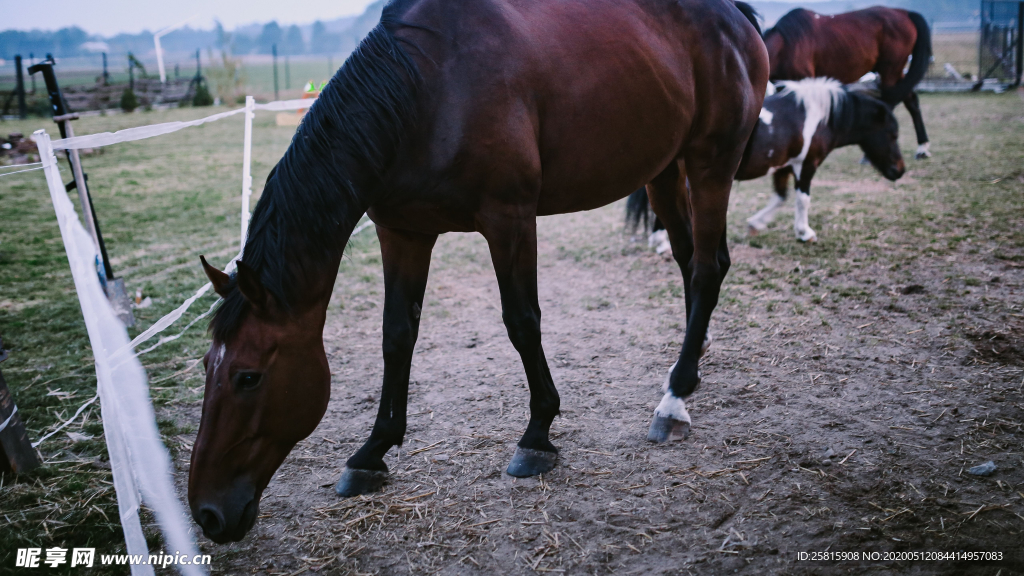 骏马马匹马儿图片