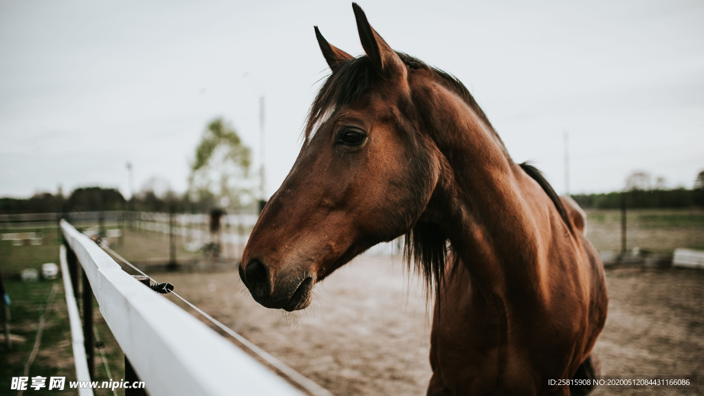 骏马马匹马儿图片