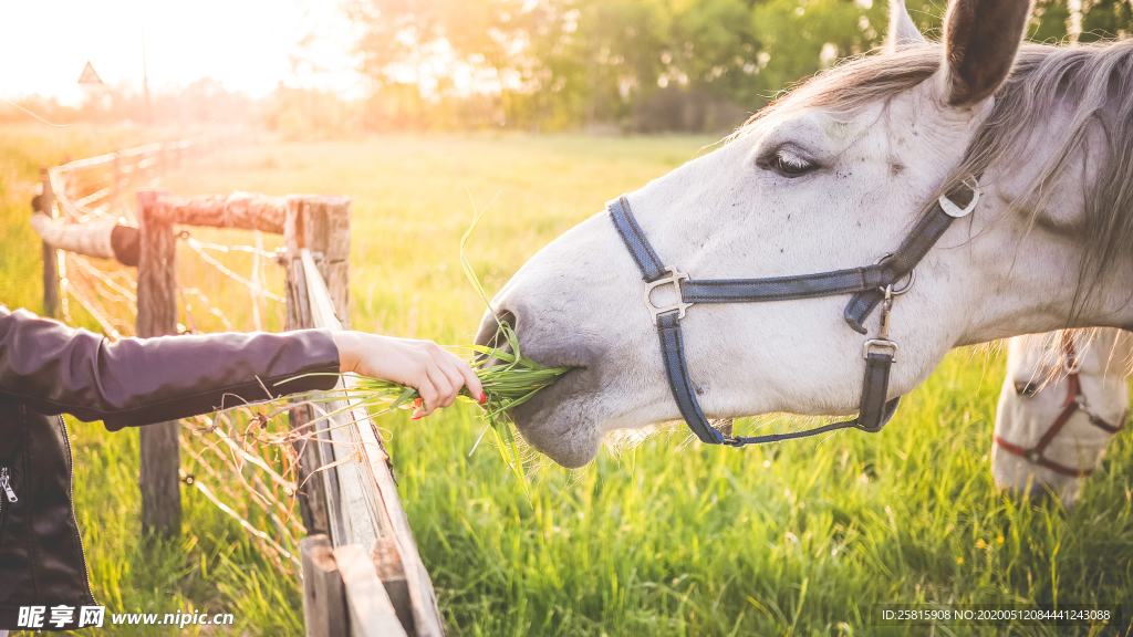 骏马马匹马儿图片