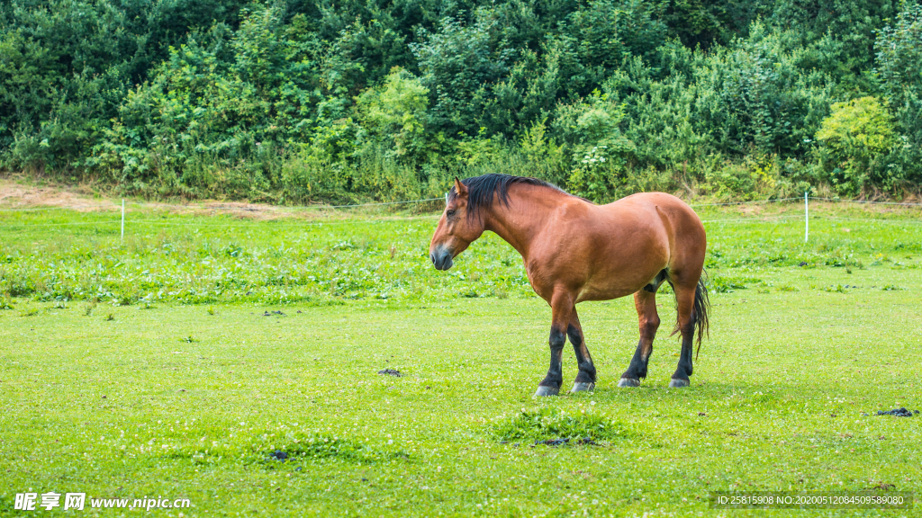 骏马马匹马儿图片