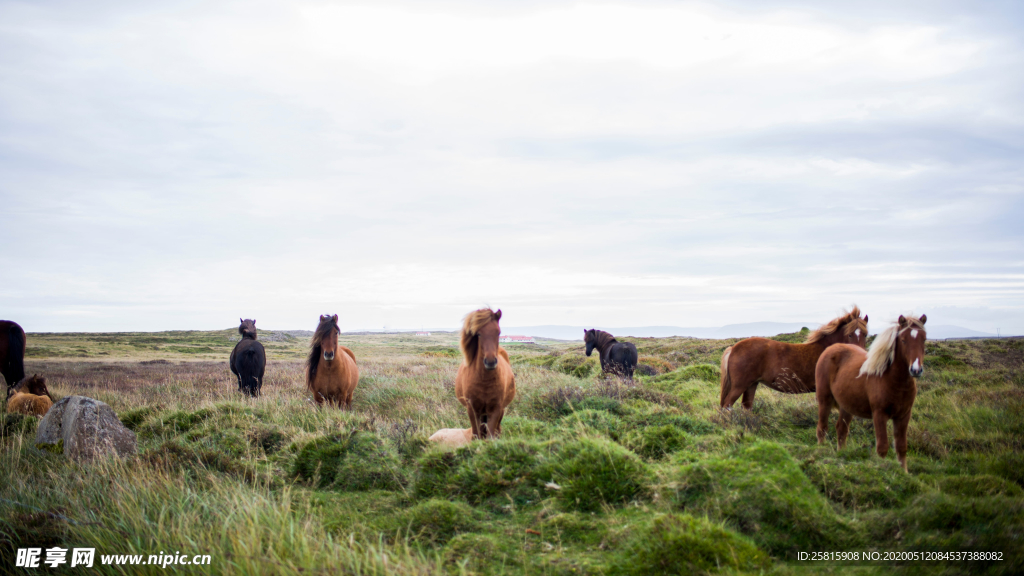 骏马马匹马儿图片