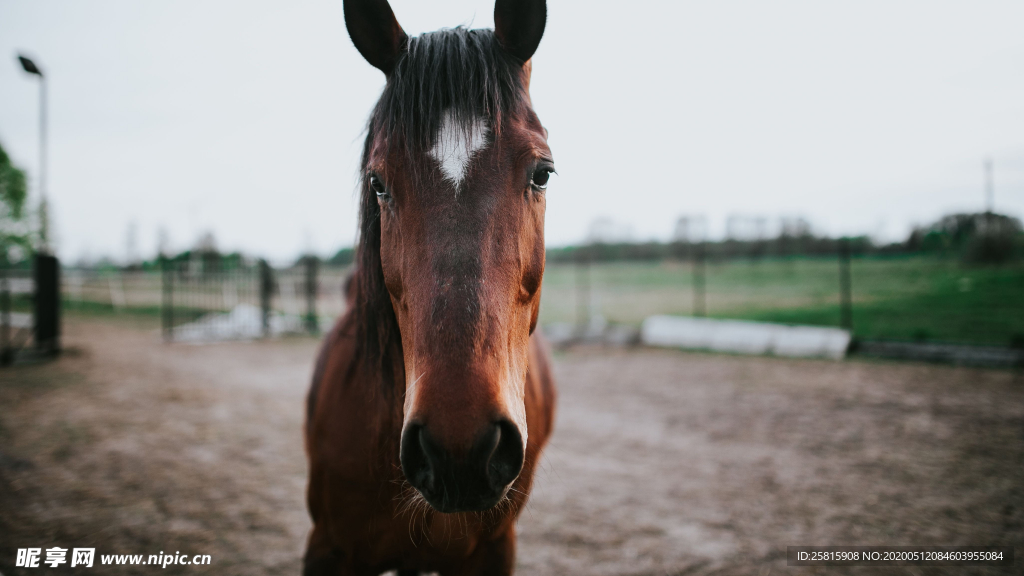 骏马马匹马儿图片