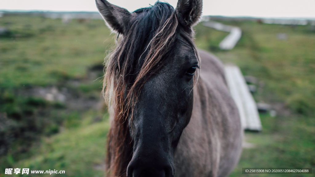 骏马马匹马儿图片