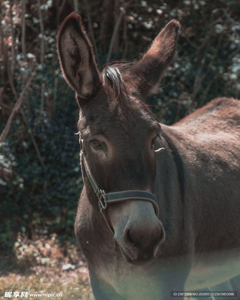 毛驴图片