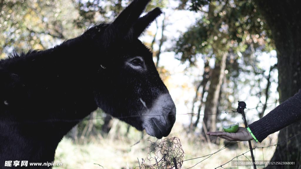 毛驴图片