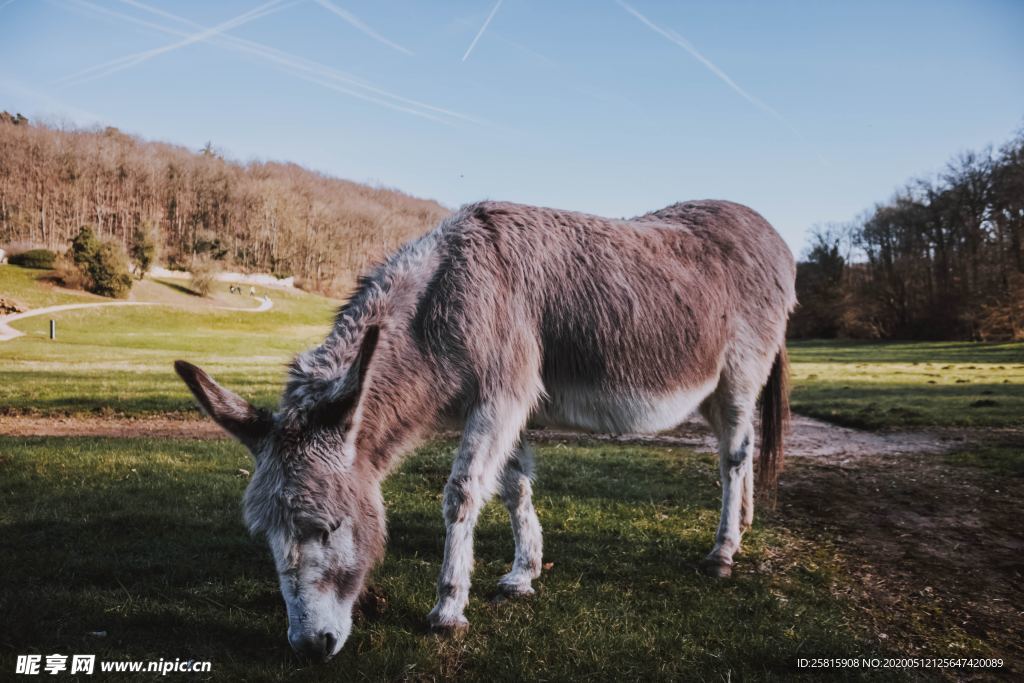 毛驴图片