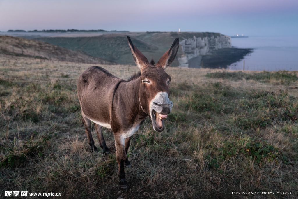 毛驴图片