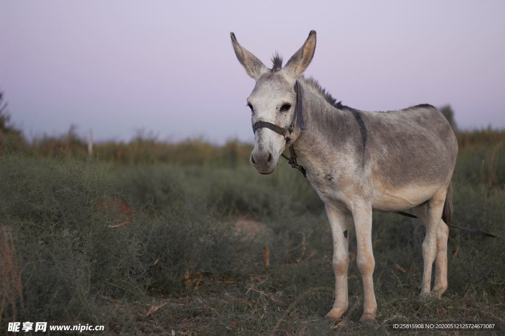 毛驴图片