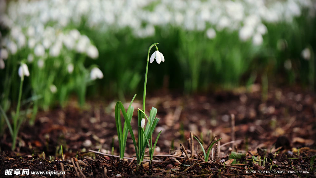 雪花莲清新图片