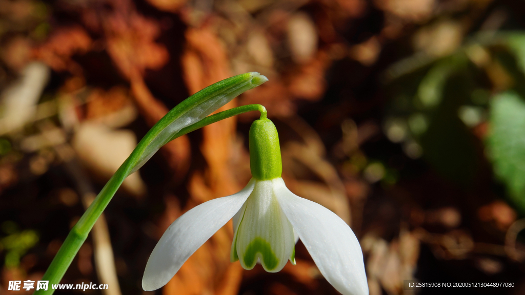 雪花莲清新图片
