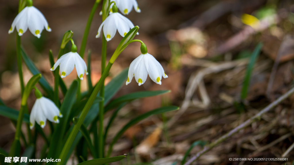 雪花莲清新图片