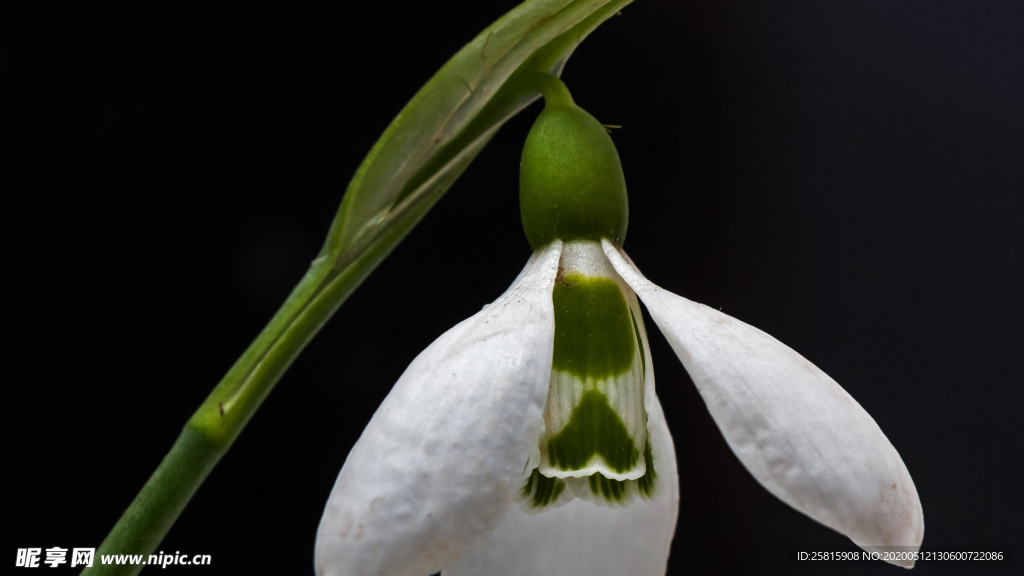 雪花莲清新图片