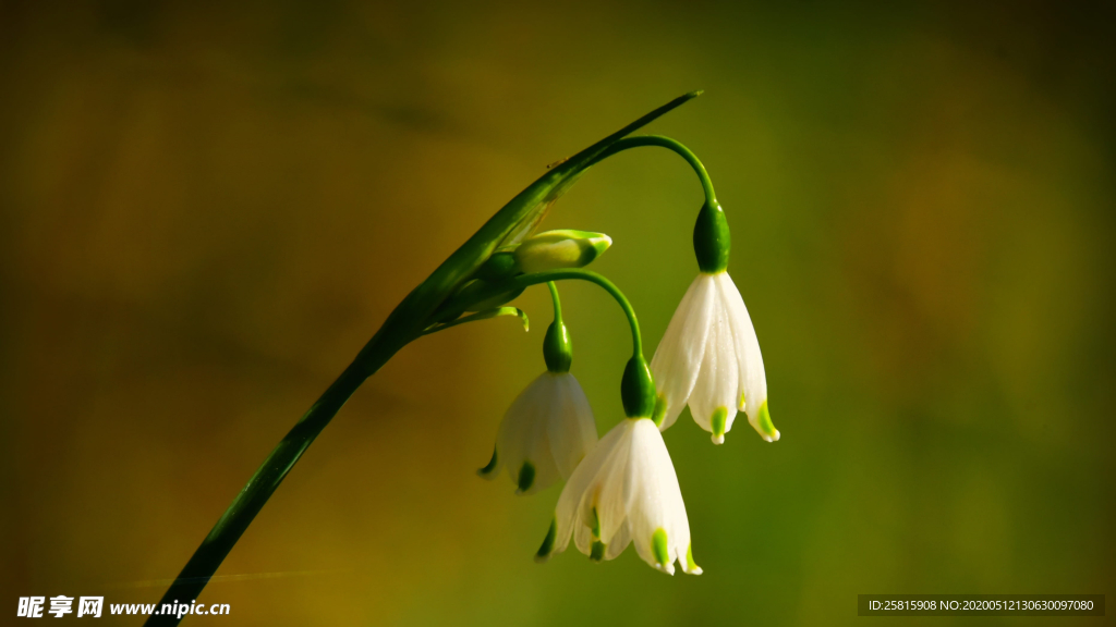 雪花莲清新图片