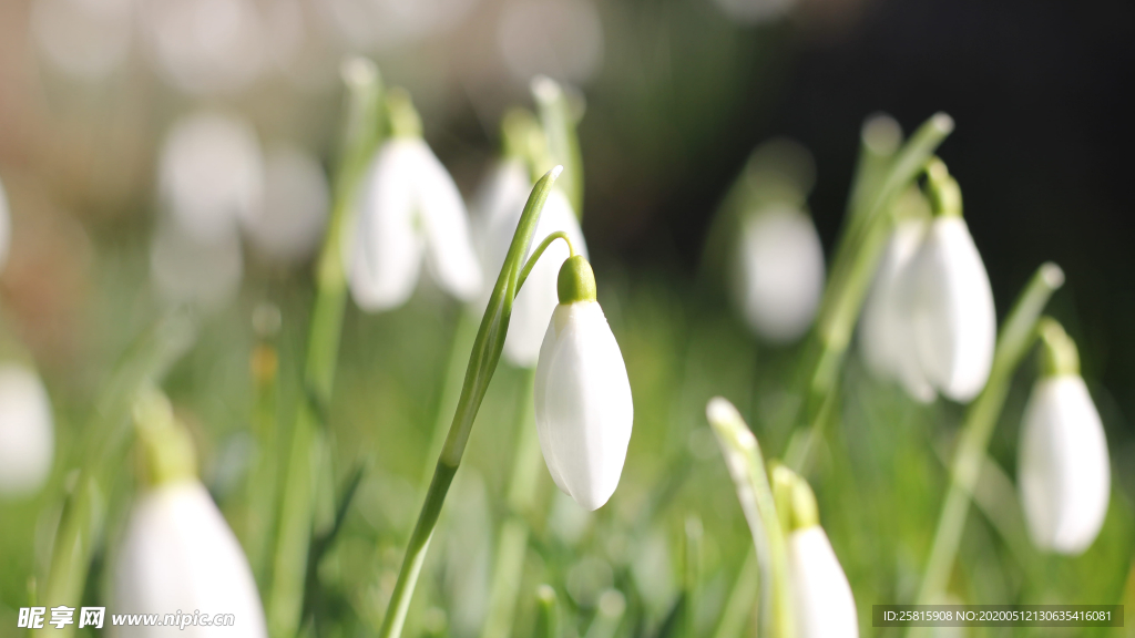 雪花莲清新图片