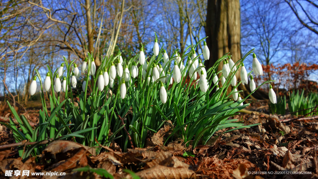 雪花莲清新图片