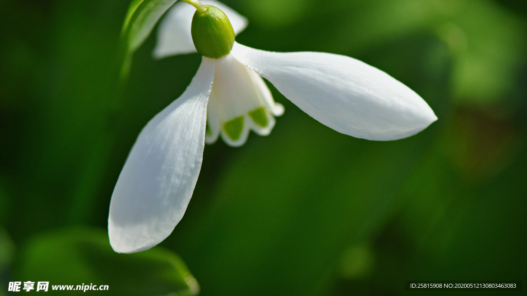 雪花莲清新图片