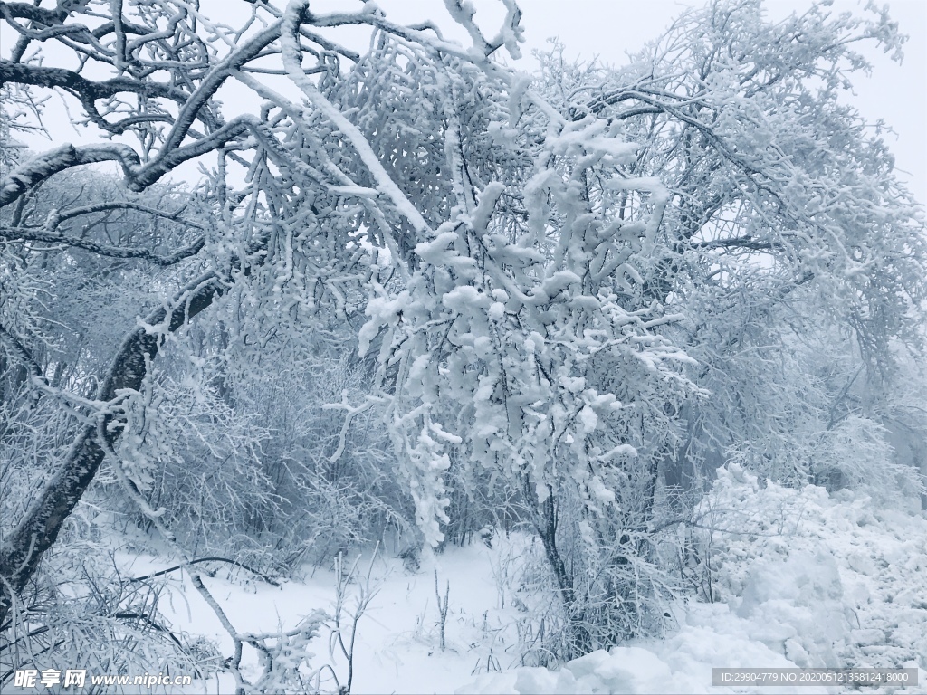 雾凇 雪景