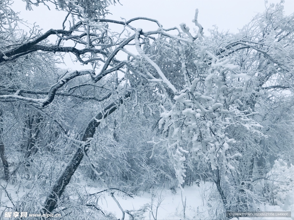 雾凇 雪景