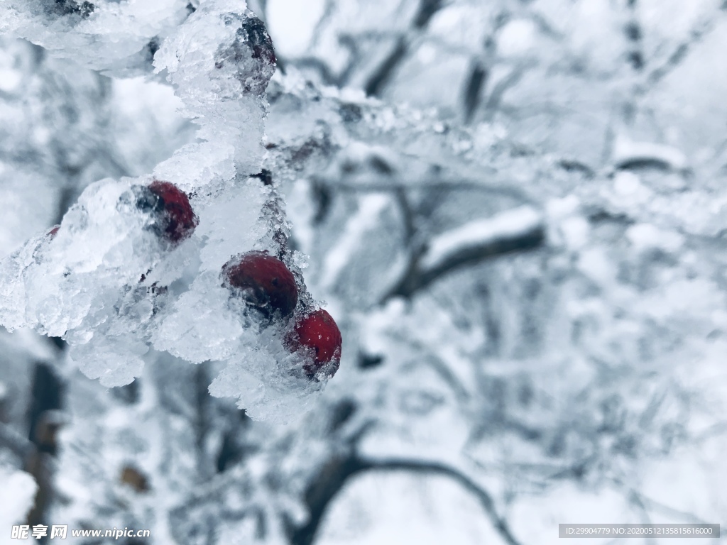 雾凇 雪景