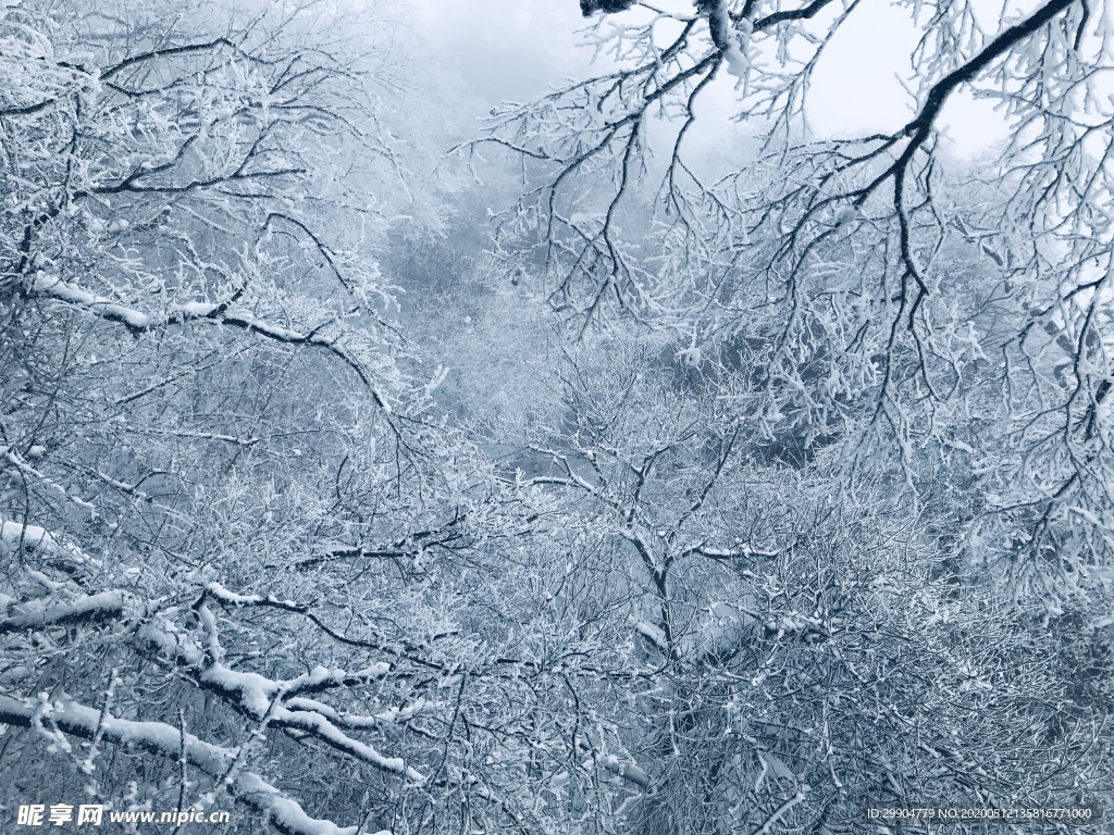 雾凇 雪景